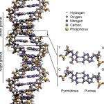 DNA_Structure+Key+Labelled.pn_NoBB