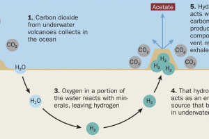 The Cradle of Life:  Deep Sea Alkaline Vents
